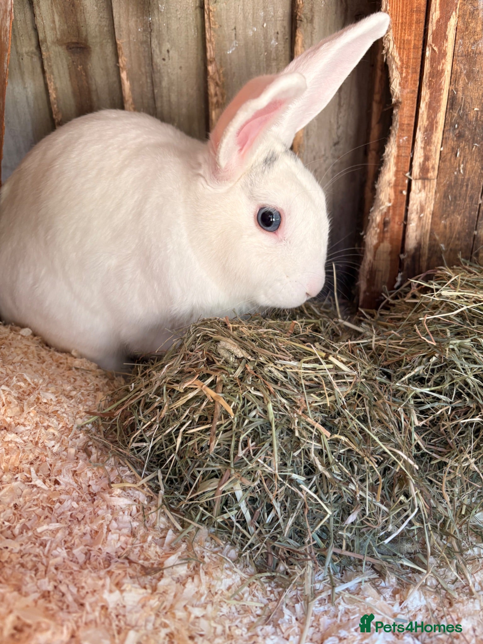 English Lop rabbits Male white British lop 1 year old.  - Advert 3