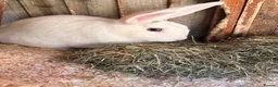 English Lop rabbits for sale: Male white British lop 1 year old.  - Advert 1