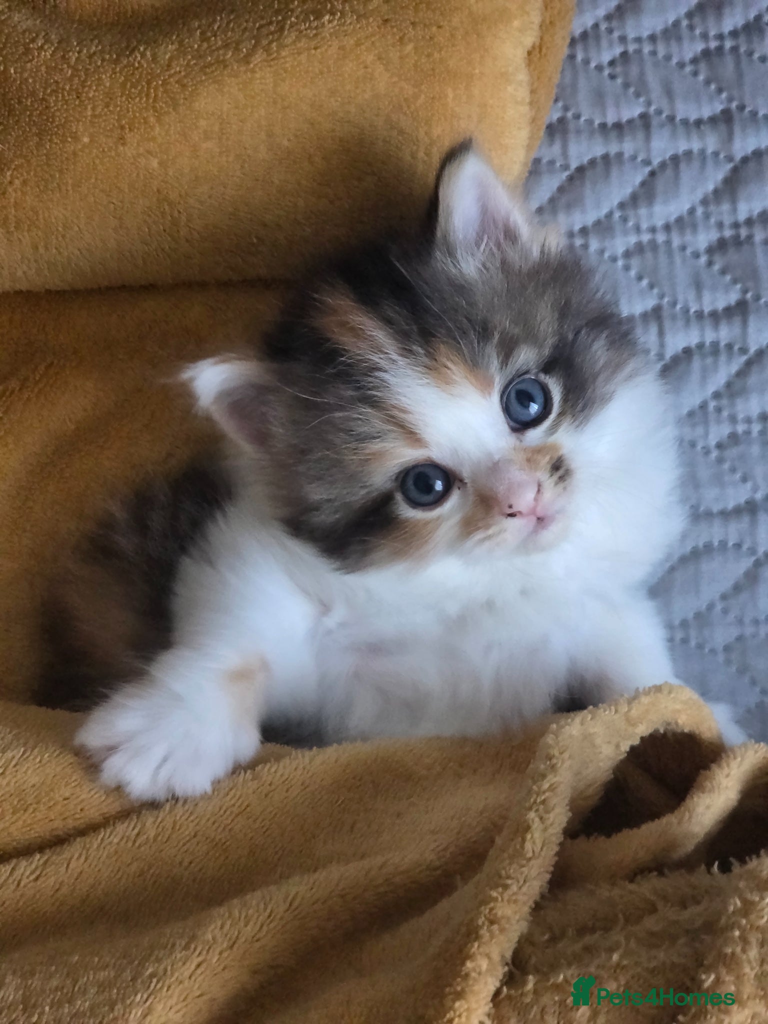 Mixed Breed cats She/her - Advert 5