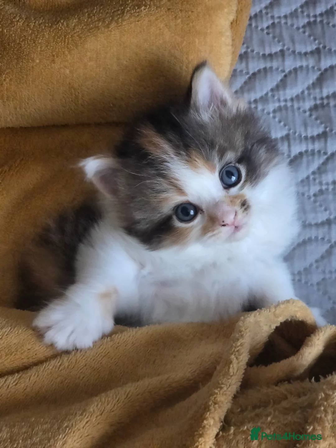 Mixed Breed cats for sale: She/her in Swindon - Advert 1