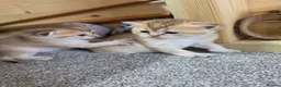 British Shorthair cats for sale: British Shorthair Golden Chinchilla Kittens - Advert 9