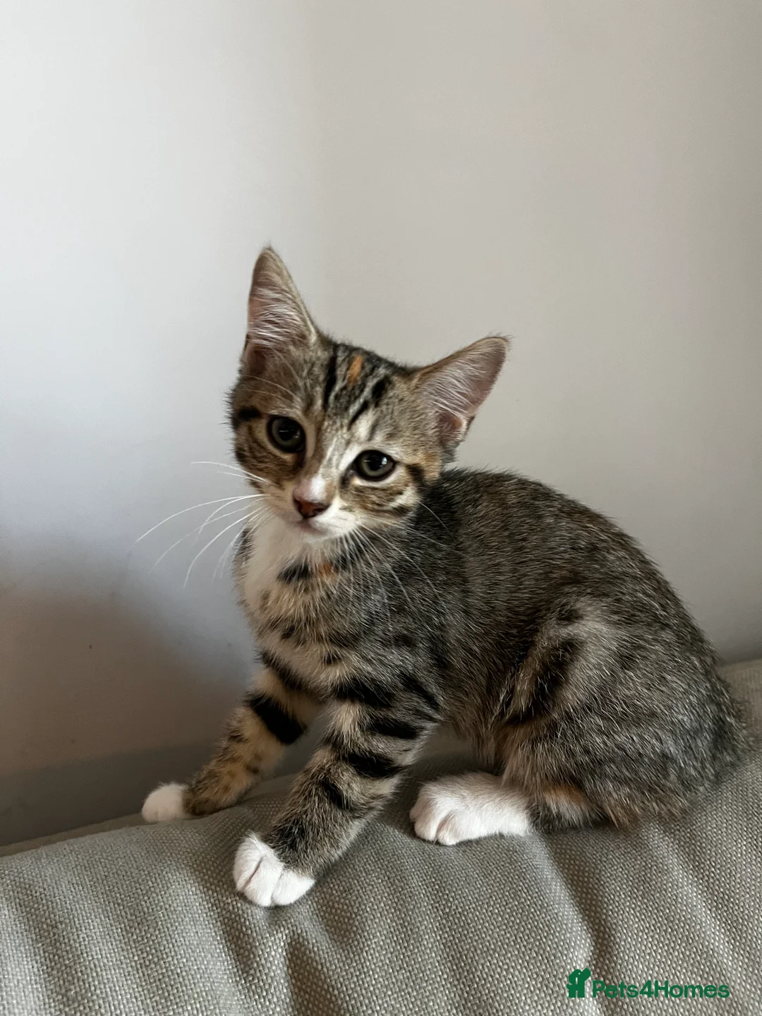 Mixed Breed cats for sale: 5 Beautiful friendly kittens - Advert 2