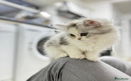 Persian cats for sale: Lovely Persian cats  - Image 35