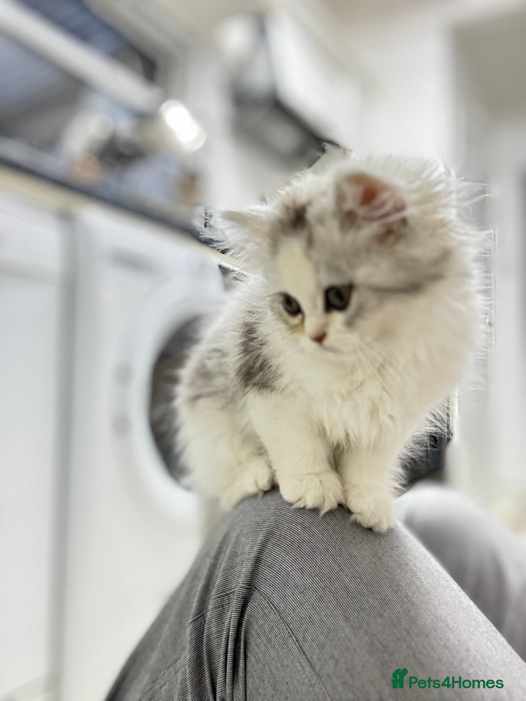 Persian cats for sale: Lovely Persian cats  - Image 35