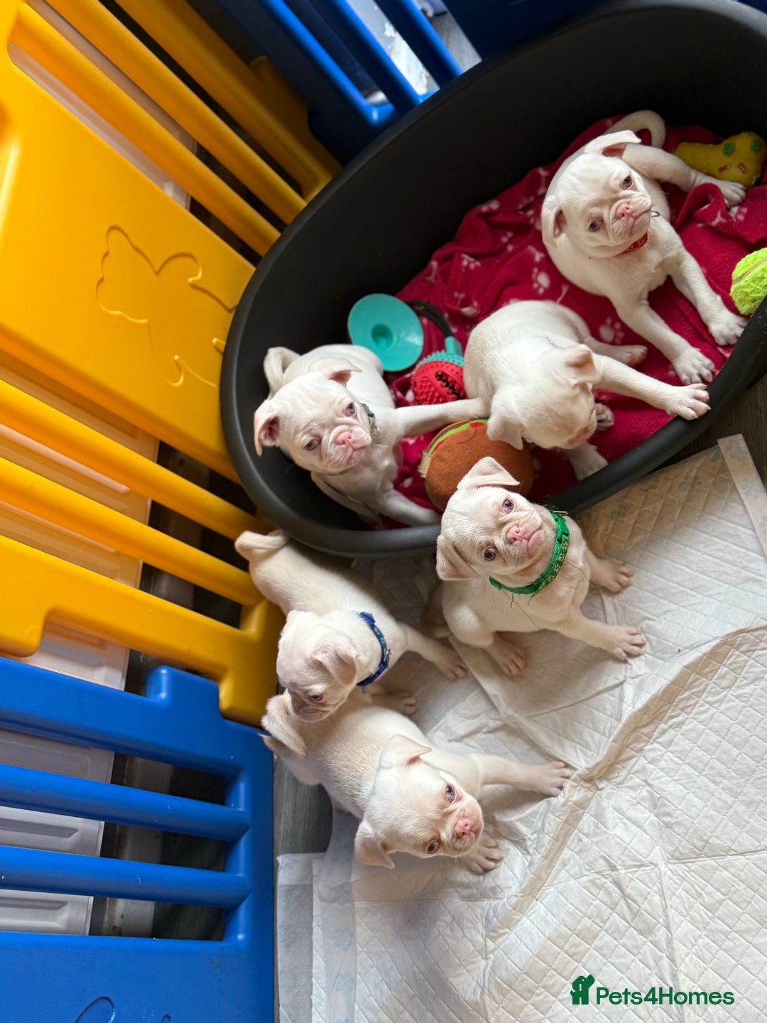 Pug dogs for sale: 5 REDUCED PUG PUPPYS🩵 ready to leave  - Image 9