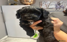 Sproodle dogs for sale: 2 boy pups available - Advert 4