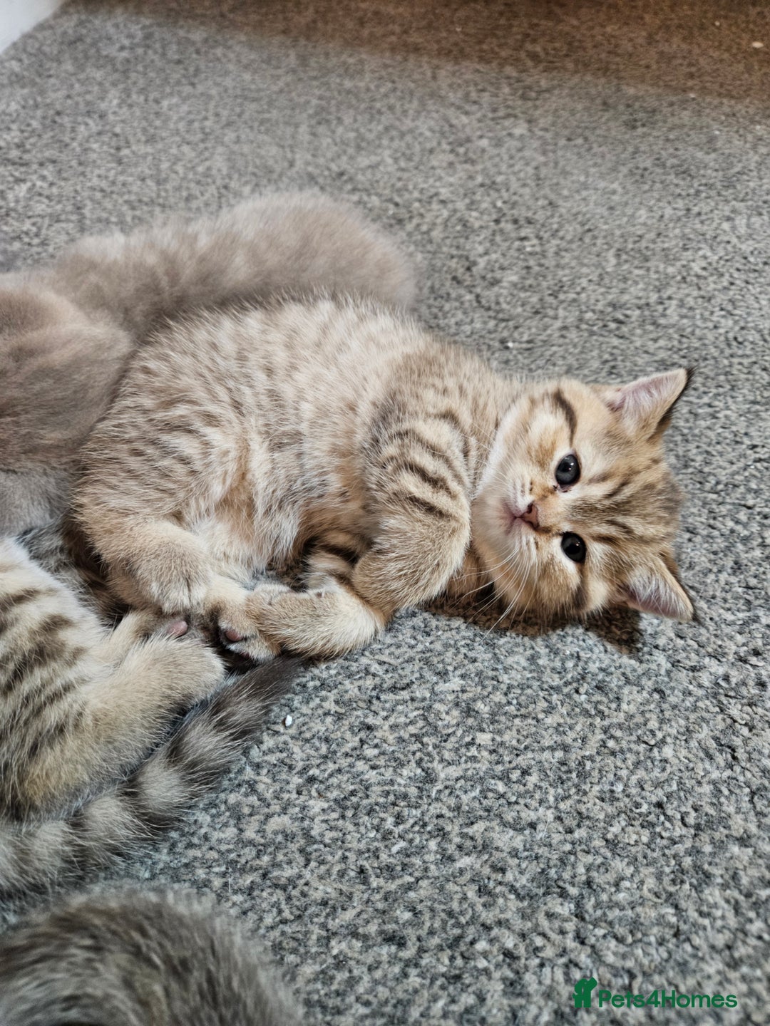 British Shorthair cats for sale: British Shorthair kittens! MALE BACK AVAILABLE!  - Advert 14