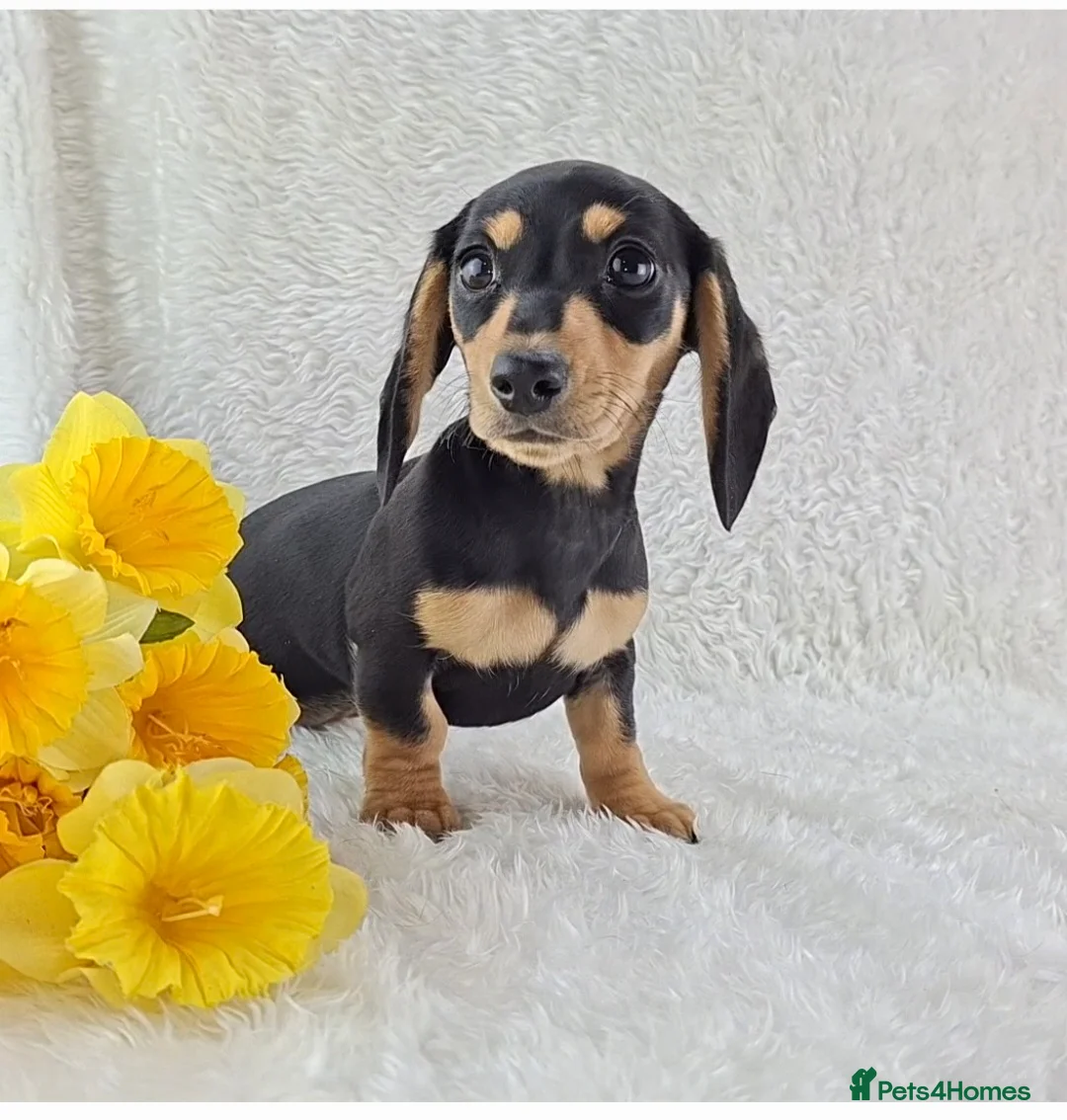 Miniature Dachshund dogs for sale: ❣️ REDUCED ❣️ Miniature Dachshund Puppies ❣️ - Advert 2