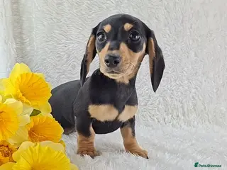 Miniature Dachshund dogs ❣️ Miniature Dachshund Puppies ❣️ - Advert 4