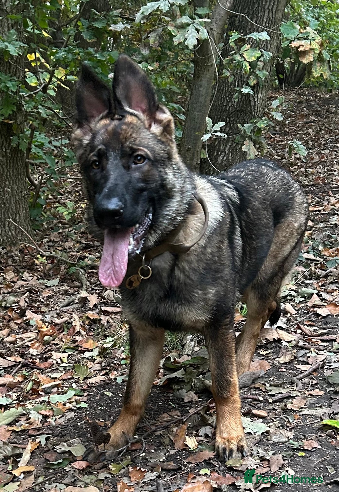 German Shepherd dogs for sale: Germ shepherd Czech girl for sale - Advert 3