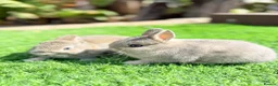 Netherland Dwarf rabbits for sale: Pure Netherland Dwarf  - Advert 11