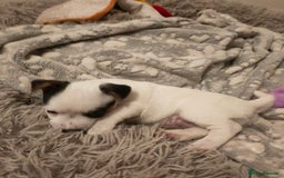 Jack Russell dogs for sale: Short legs Jack Russell  - Advert 6
