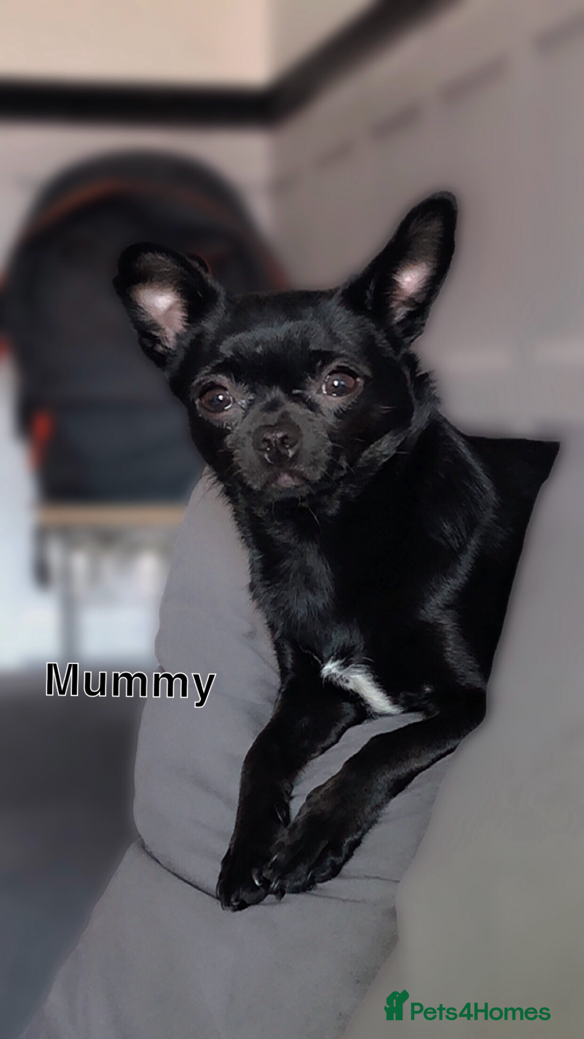 Chihuahua dogs 4 Beautiful chihuahuas for sale!! - Advert 6