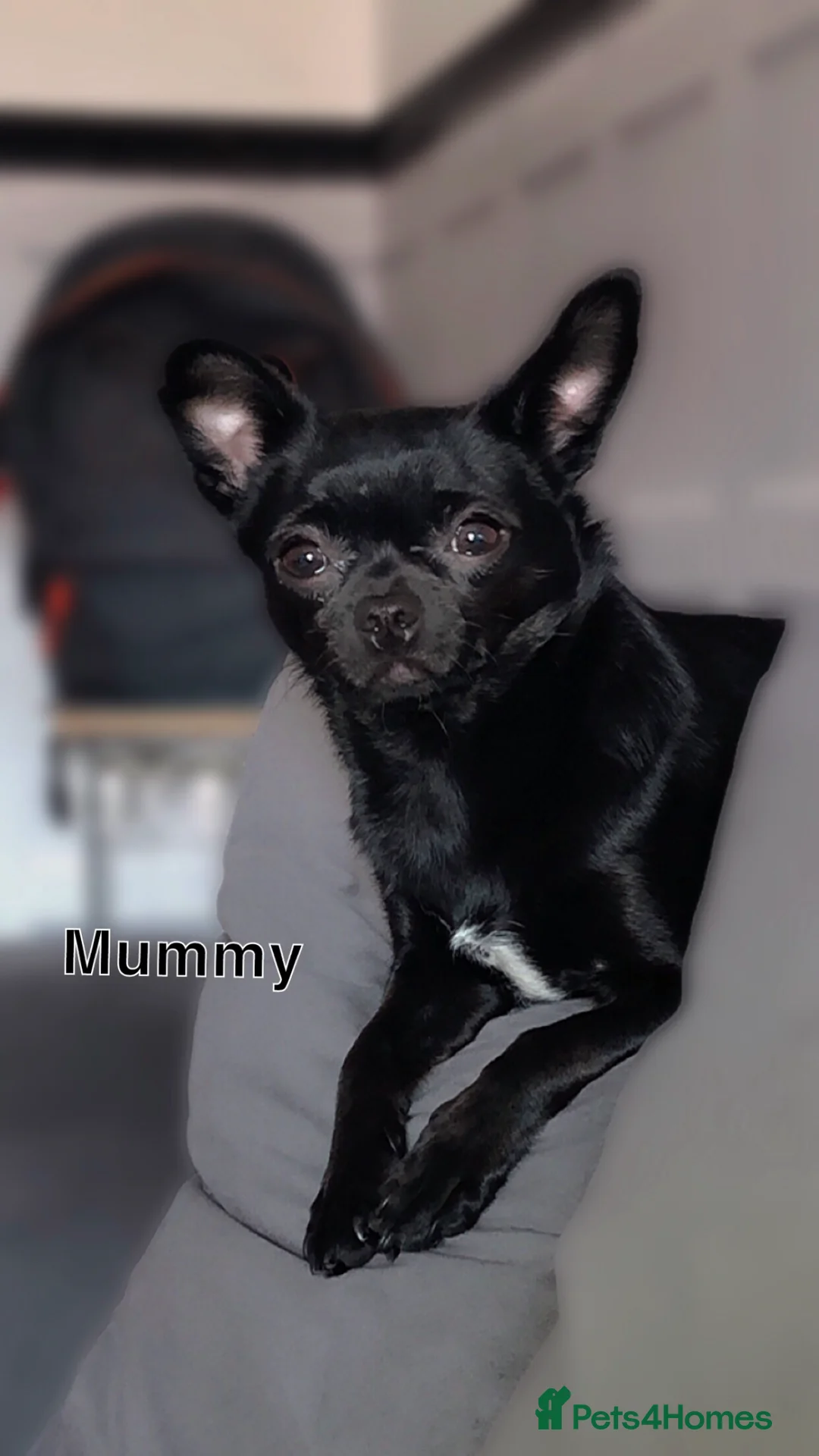 Chihuahua dogs for sale: 4 Beautiful chihuahuas for sale!! - Advert 1