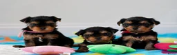 Yorkshire Terrier dogs for sale: Top Quality KC Reg Yorkshire Terrier Puppies - Advert 12
