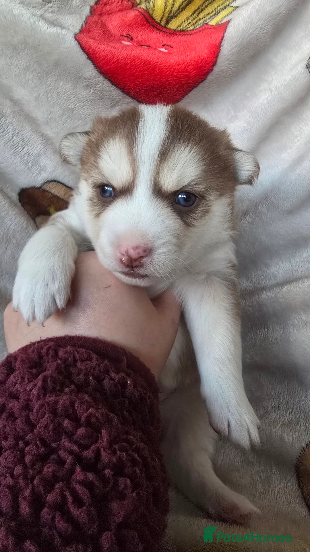 Pomsky dogs for sale: Pomsky Puppies for Sale - Advert 11