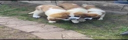 Saint Bernard dogs for sale: Saint Bernard  - Advert 3