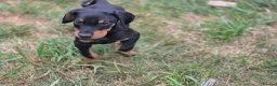 Dobermann dogs for sale: ⭐️⭐️⭐️⭐️⭐️ KC Reg Euro Dobermann male available.  - Advert 10