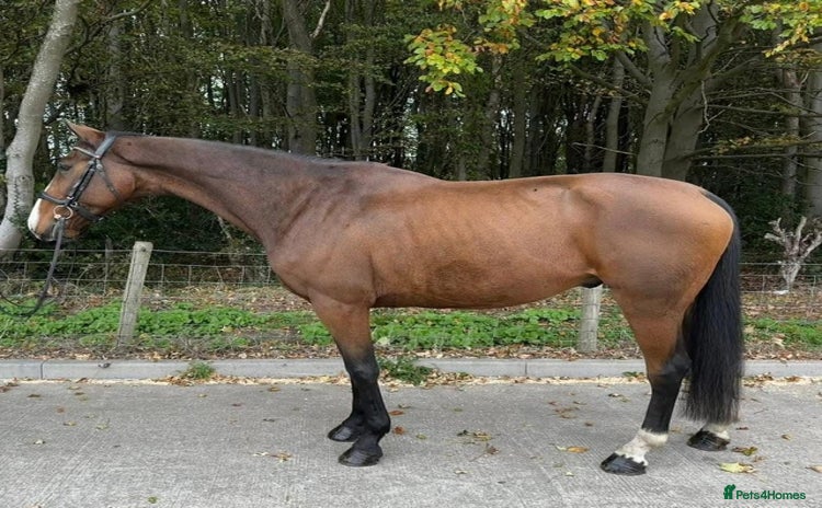 Irish Thoroughbred horses - Advert 18