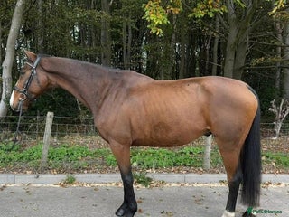 Irish Thoroughbred horses - Advert 21
