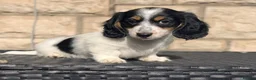 Miniature Dachshund dogs for sale: Beautiful piebald long-haired Miniature Dachshund  in Plymouth - Advert 8