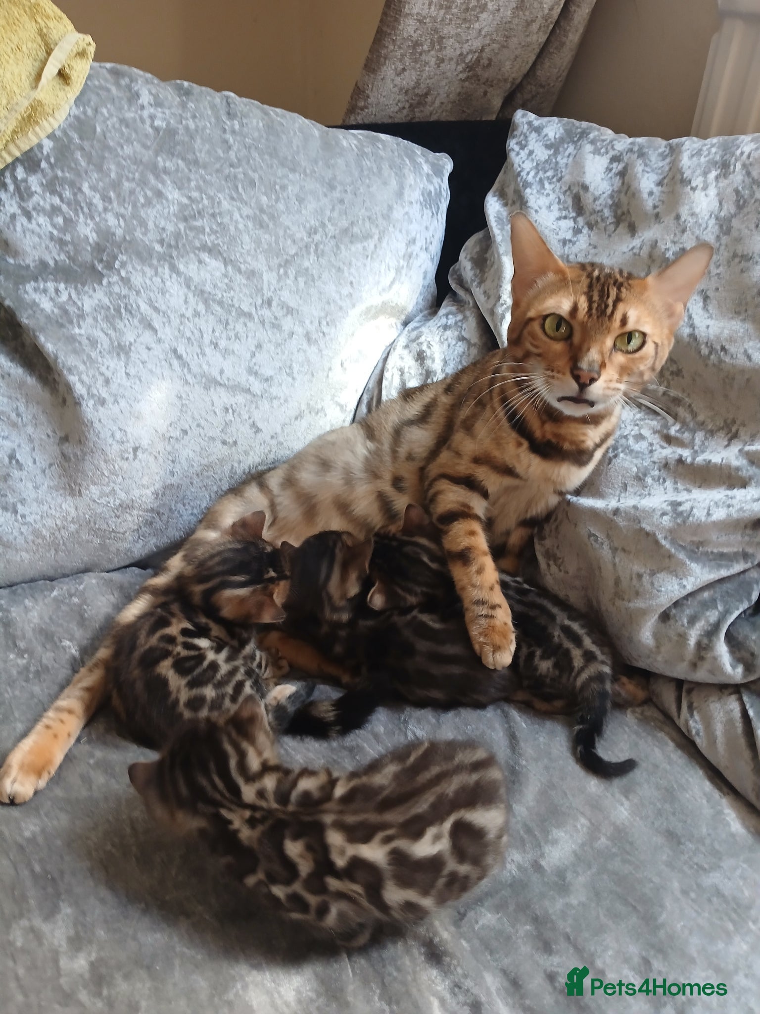Bengal cats Pure baby Bengals 🐈😻 - Advert 5