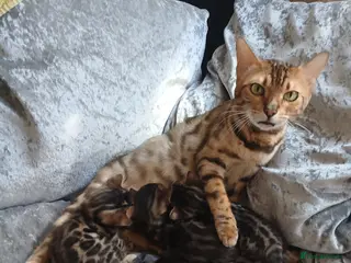 Bengal cats Pure baby Bengals 🐈😻 - Advert 5