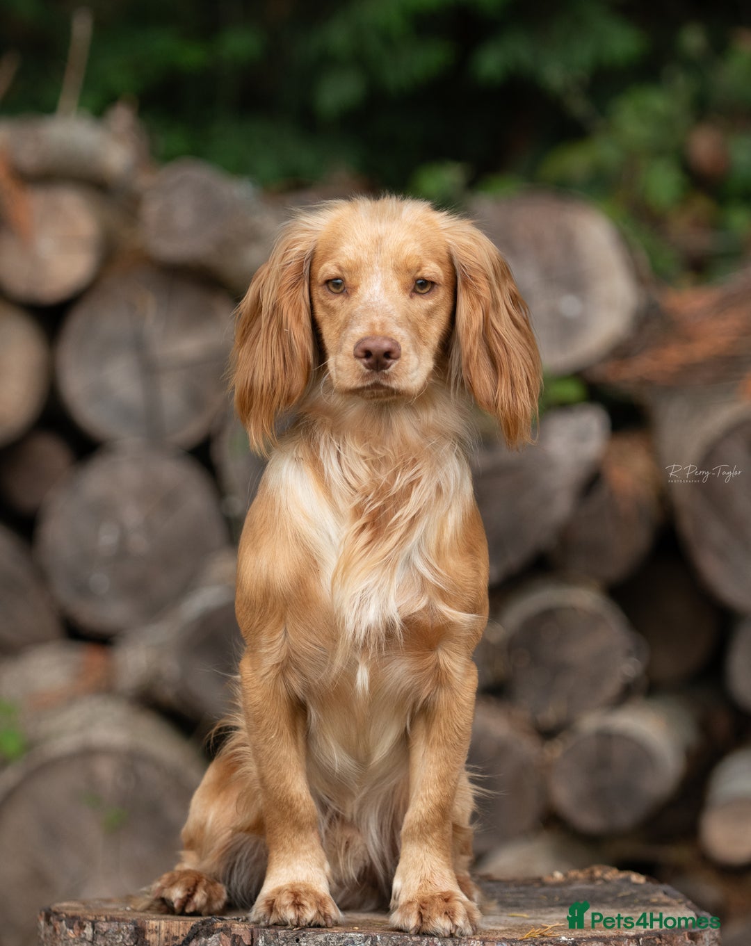 Cocker Spaniel dogs for sale: Fully trained and health tested  - Advert 2
