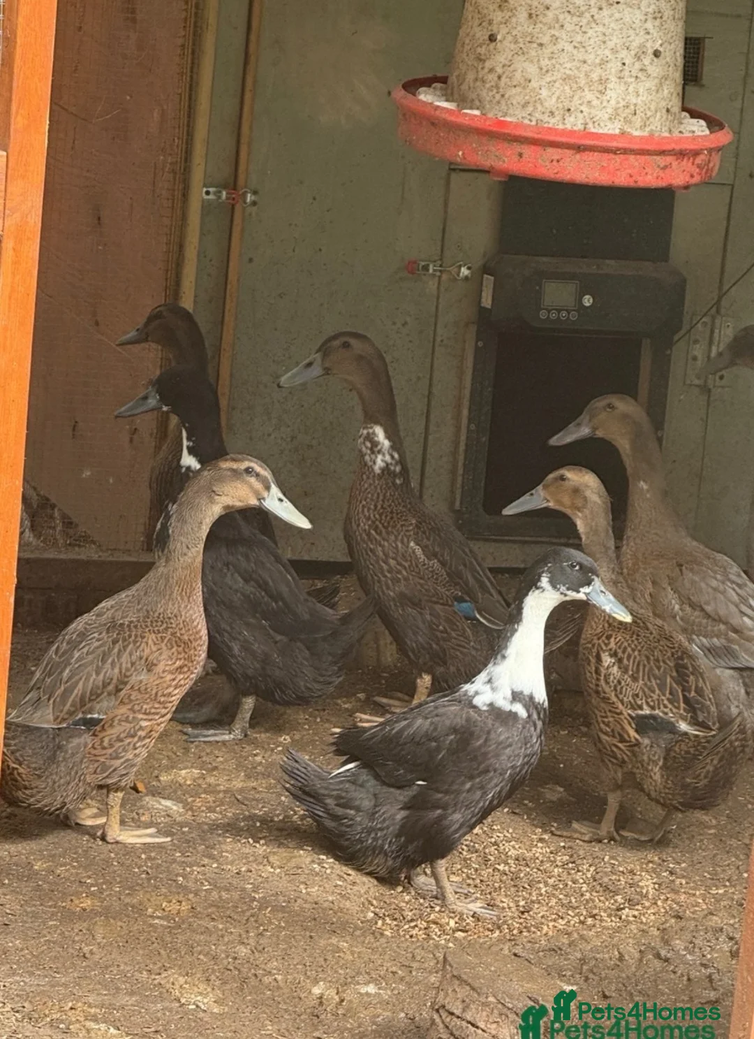 Ducks poultry for sale: Ducklings - Advert 2