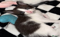 Domestic Shorthair cats for sale: 2x female domestic shorthair kittens - Image 3