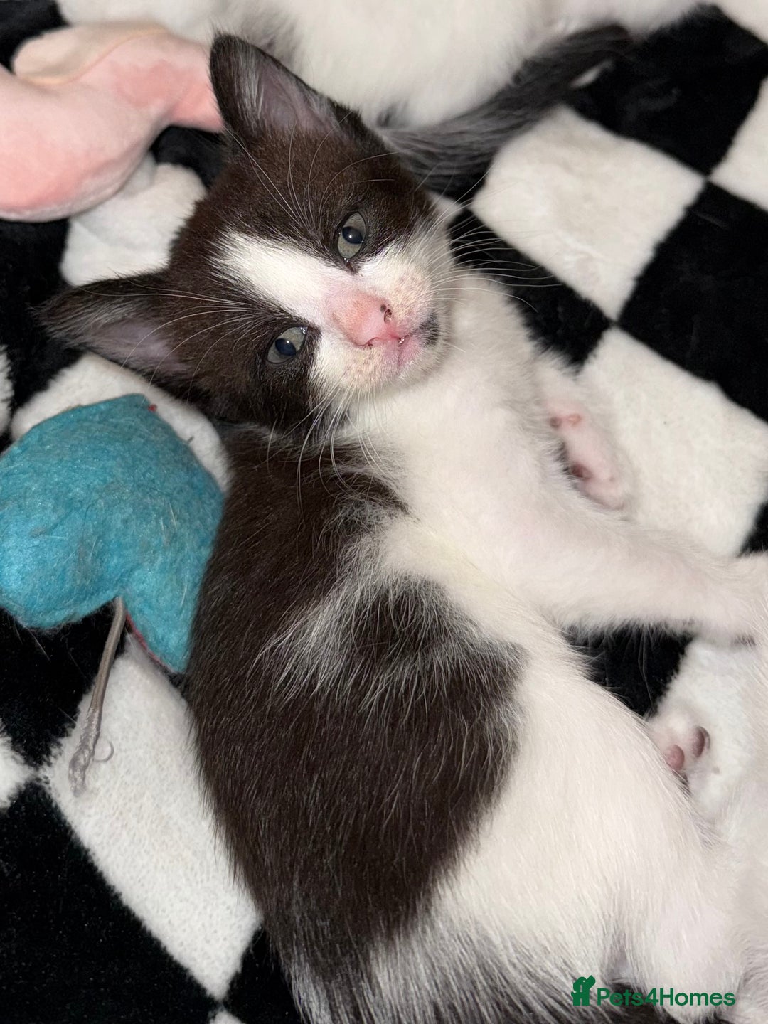 Domestic Shorthair cats for sale: 2x female domestic shorthair kittens - Image 3