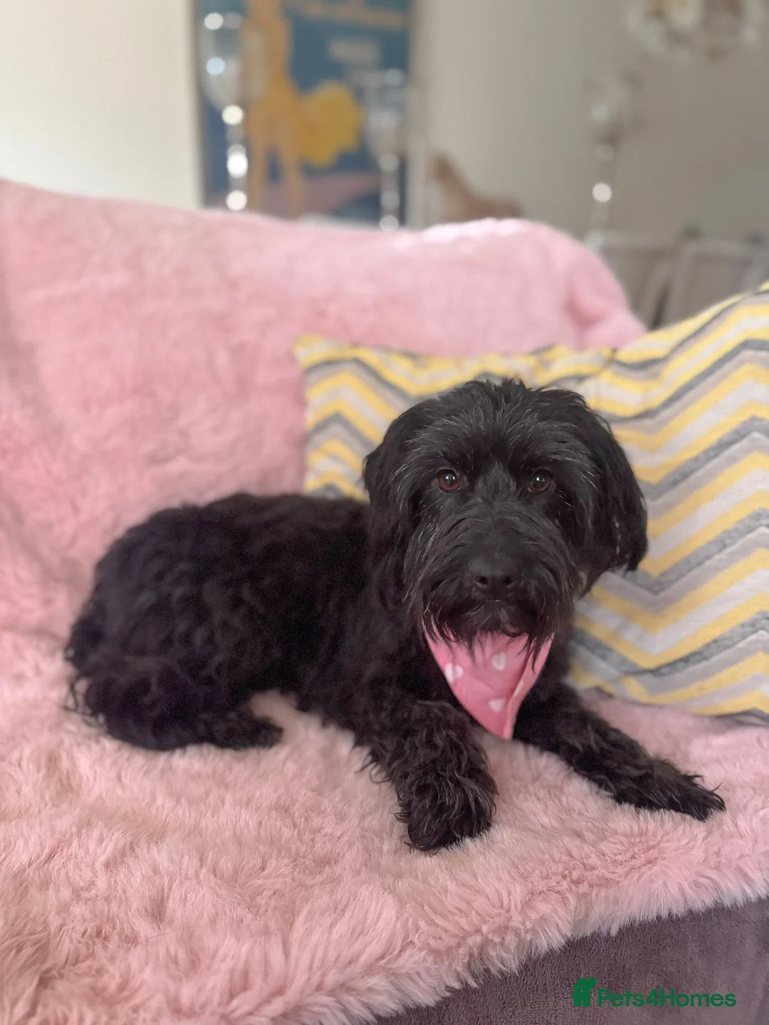 Mixed Breed dogs for adoption: Heavenly Heidi - Advert 10