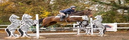 Irish Thoroughbred horses for sale: Athletic And Capable Allrounder  - Advert 2