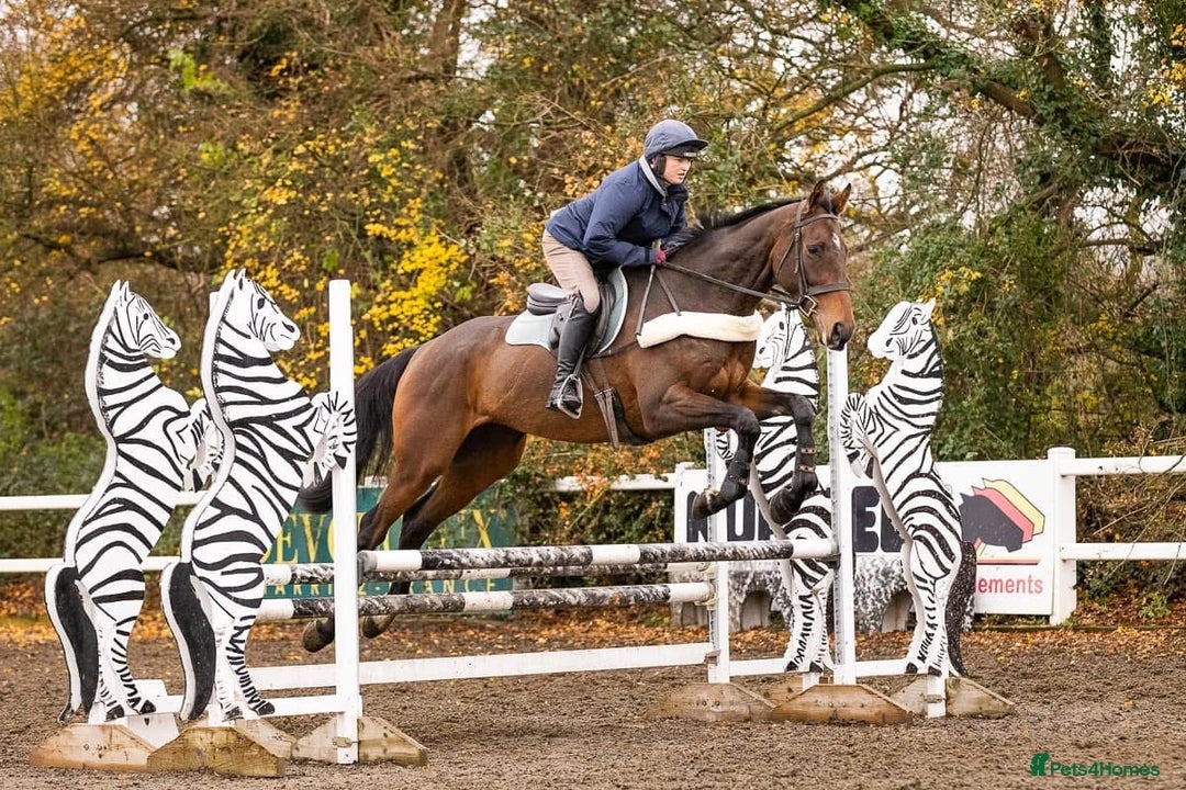 Irish Thoroughbred horses for sale: Athletic And Capable Allrounder  - Advert 2