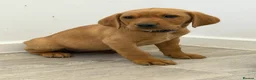 Labrador Retriever dogs for sale: Labrador puppies from a loving family home. - Advert 41