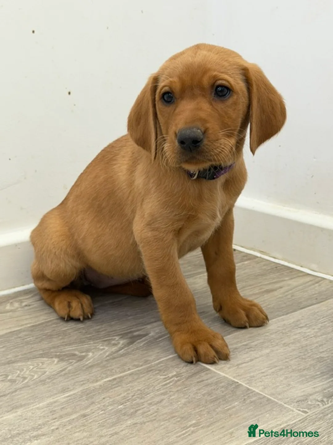 Labrador Retriever dogs for sale: Labrador puppies from a loving family home. - Advert 41