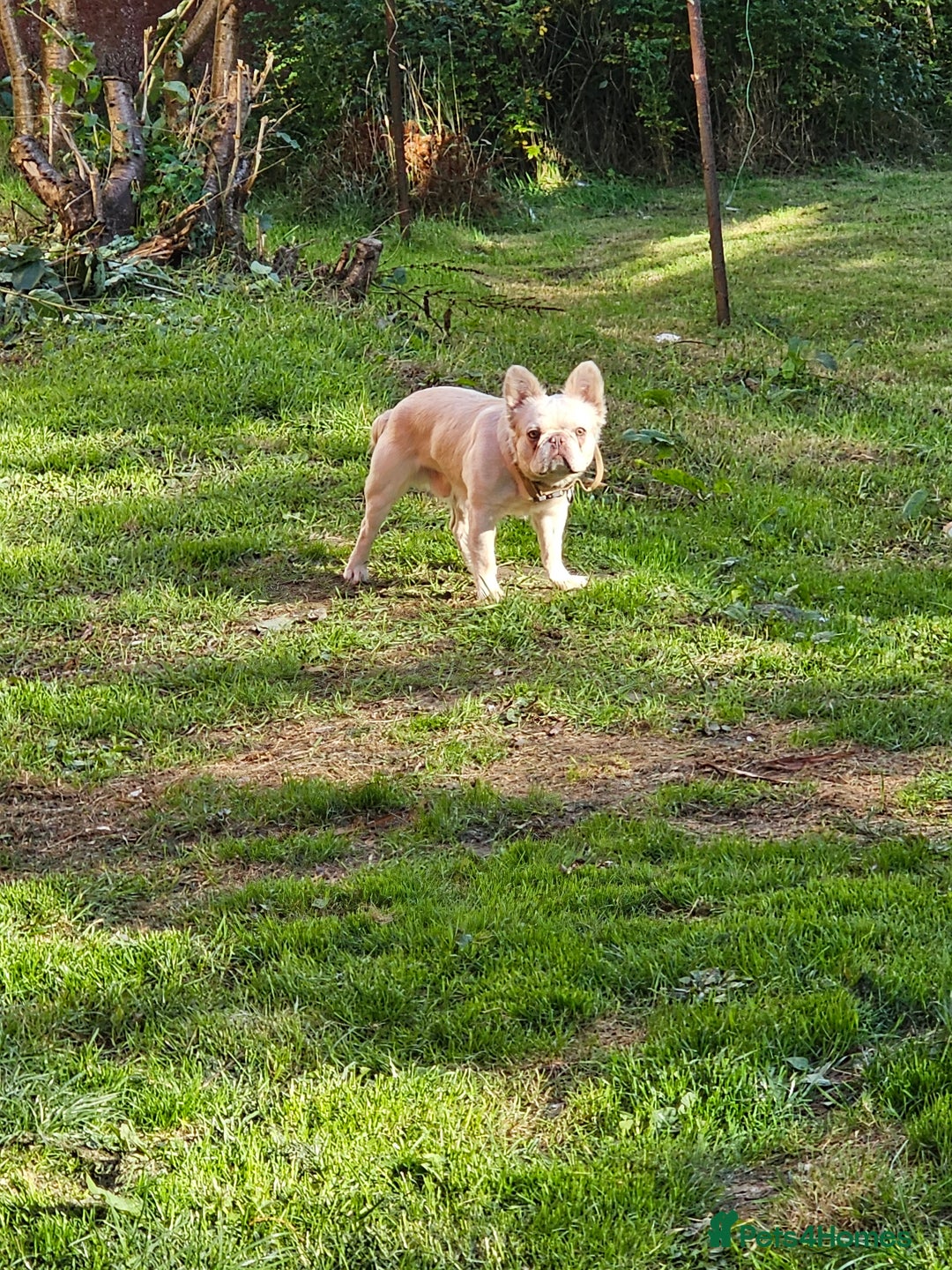 Mixed Breed dogs for sale: Micro exotic,s. - Advert 7