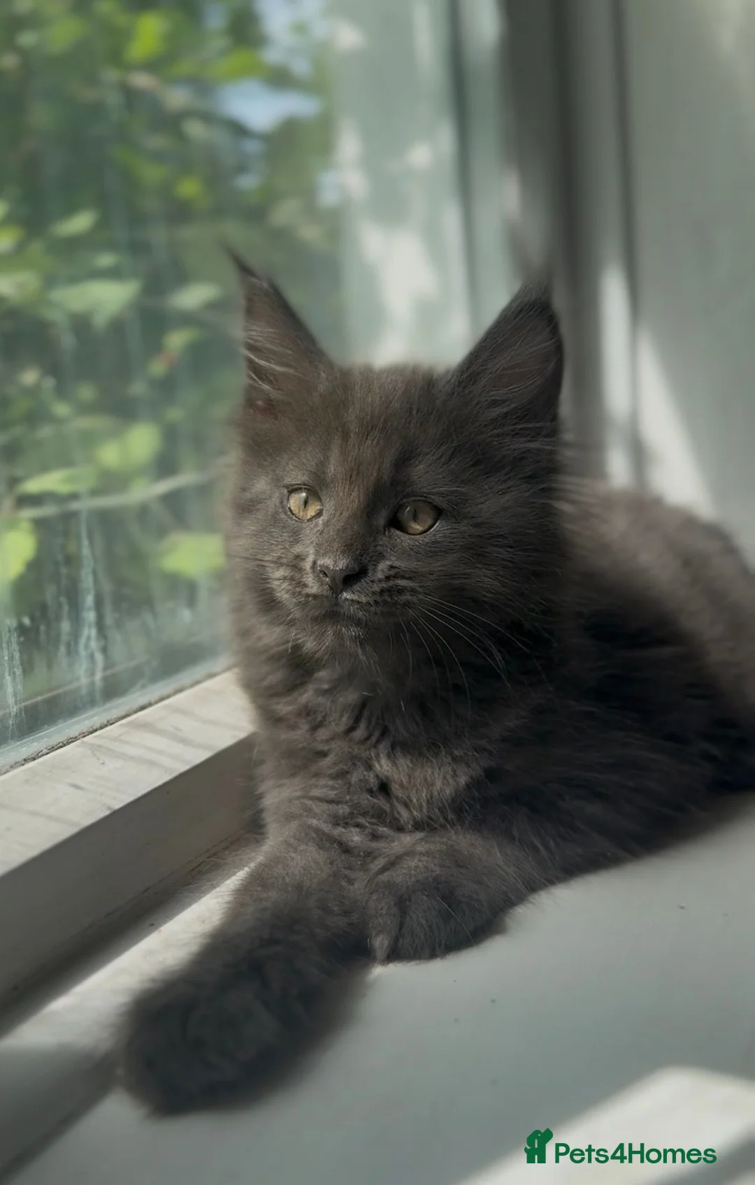 Maine Coon cats for sale: TICA Health Tested Maine Coon Kittens  - Advert 2