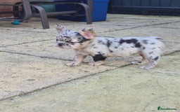 French Bulldog dogs for sale: Fluffy french bulldogs +c2  - Image 31