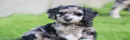 Cockapoo dogs for sale: Beautiful Cockapoo puppies for sale  - Advert 7