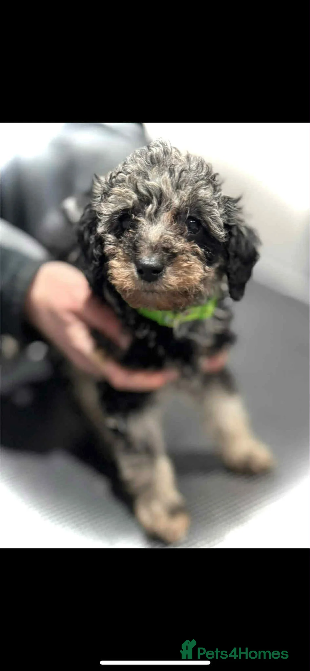 Miniature Poodle dogs for sale: Miniature poodles  - Advert 4