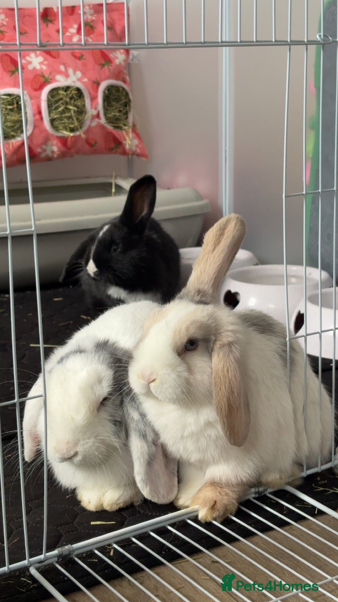 Mini Lop rabbits for sale: Two Mini Lop Bunnies  - Advert 1