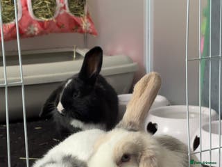 Mini Lop rabbits Two Mini Lop Bunnies - Advert 15