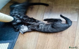 Bengal cats for sale: Three Bengals - Image 3