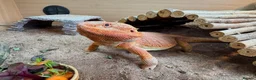 Bearded Dragon reptiles for sale: Bearded dragon, male, 3 years, vivarium and lights in London - Advert 5