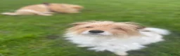 Mixed Breed dogs for sale: Jack Russell mixed  in Harrow - Advert 5
