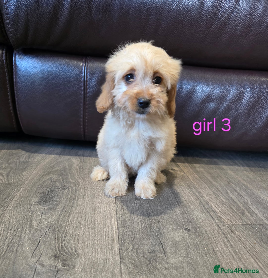 Cockapoo dogs for sale: Adorable cockapoo pups ready to go 🐶 - Image 20