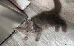 Maine Coon cats for sale: Stunning TICA maine coon kittens ready now!  - Image 4