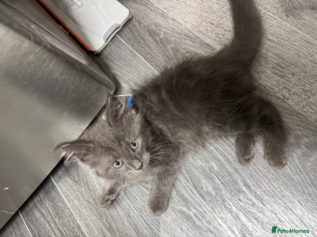 Maine Coon cats for sale: Stunning TICA maine coon kittens ready now!  - Image 4