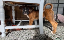 Boxer dogs for sale: Beautiful Boxer puppies - Image 8